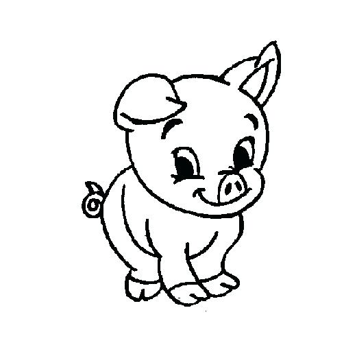502x500 Pig Color