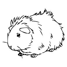 230x230 top free printable guinea pig coloring pages online guinea