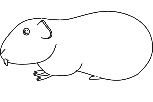 600x400 Coloring Guinea Pig