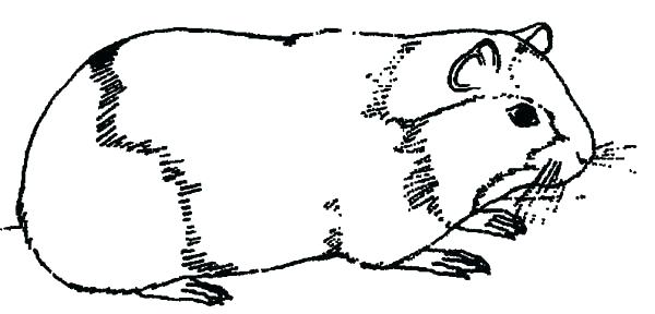 600x288 cool guinea pig coloring pages guinea pig coloring pages to print