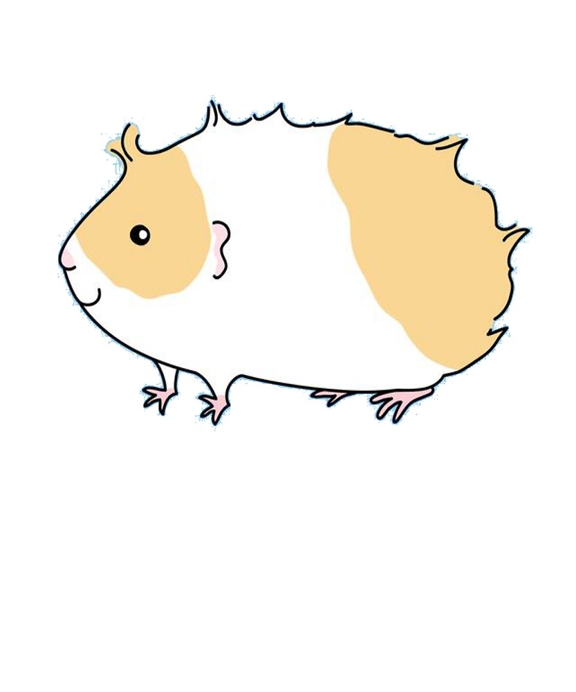 833x1000 Cute Guinea Pig