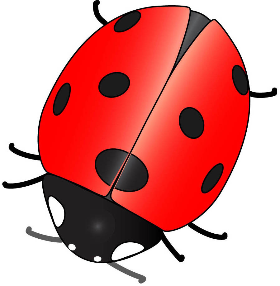 899x918 Ladybug Cartoon Drawing And Best Photos Of Cute Ladybug Drawings