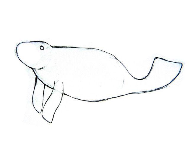 653x490 Collection Of Free Manatee Clipart Sketch Amusement Clipart
