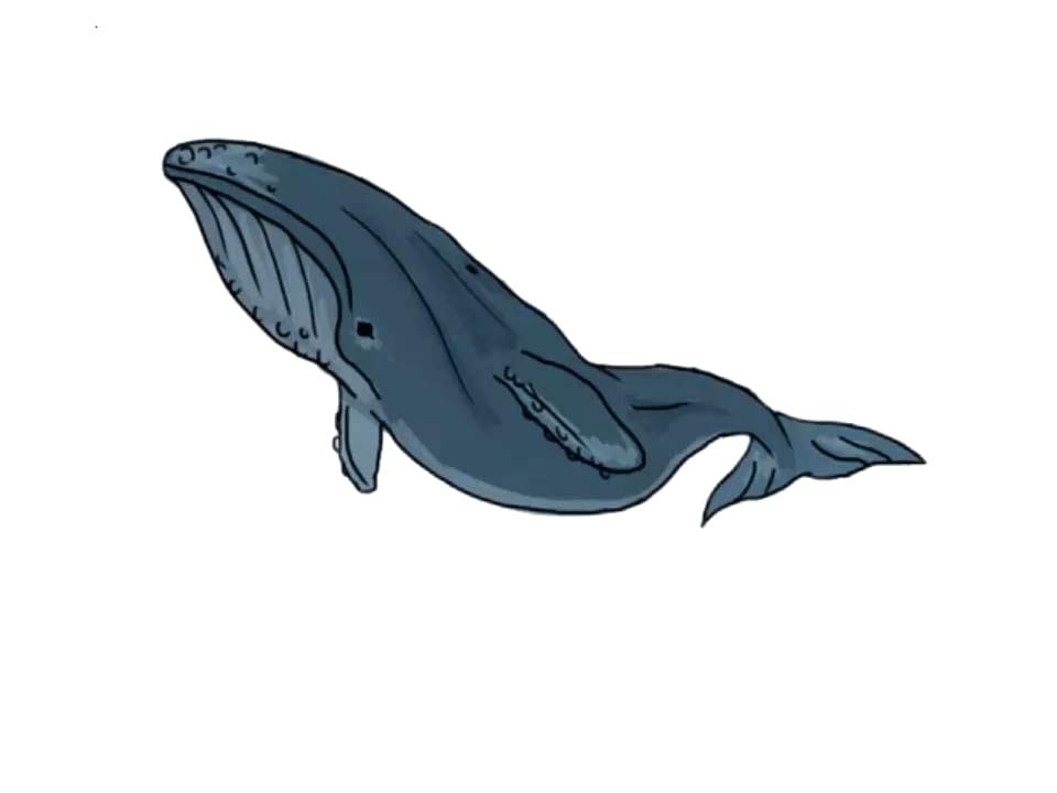 960x720 Whale Drawing Whale Drawing Easy Cute