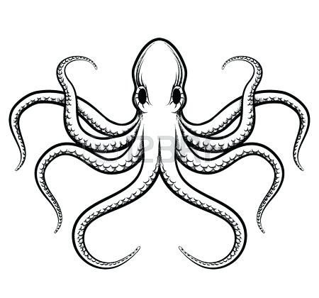 450x420 Octopus Drawings Octopus Stock Vector Illustration And Royalty