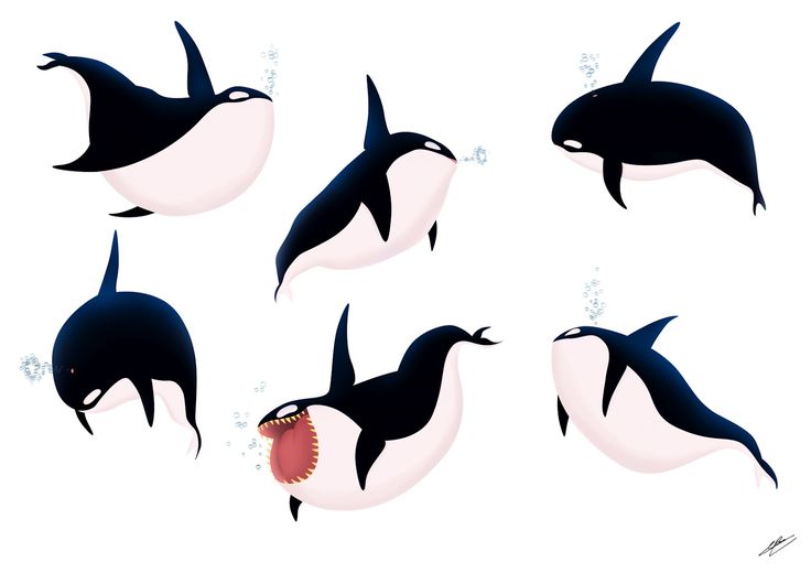 736x520 Cute Orca Drawing