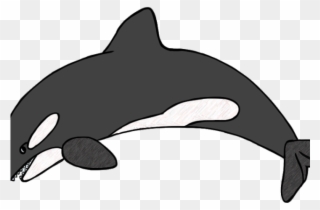 320x210 Drawing Realistic Killer Whale Clipart