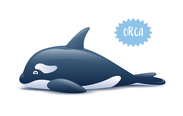 626x396 Killer Whale Vectors, Photos And Free Download