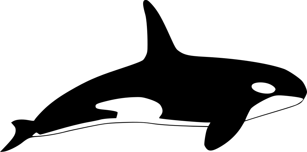 980x486 Mammal Drawing Orca Transparent Png Clipart Free Download