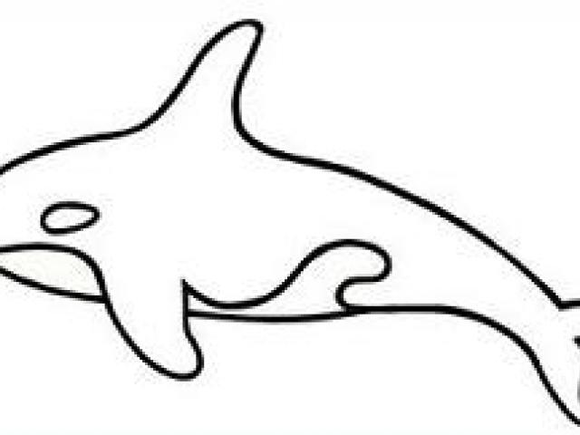 640x480 Orca Clipart Cute