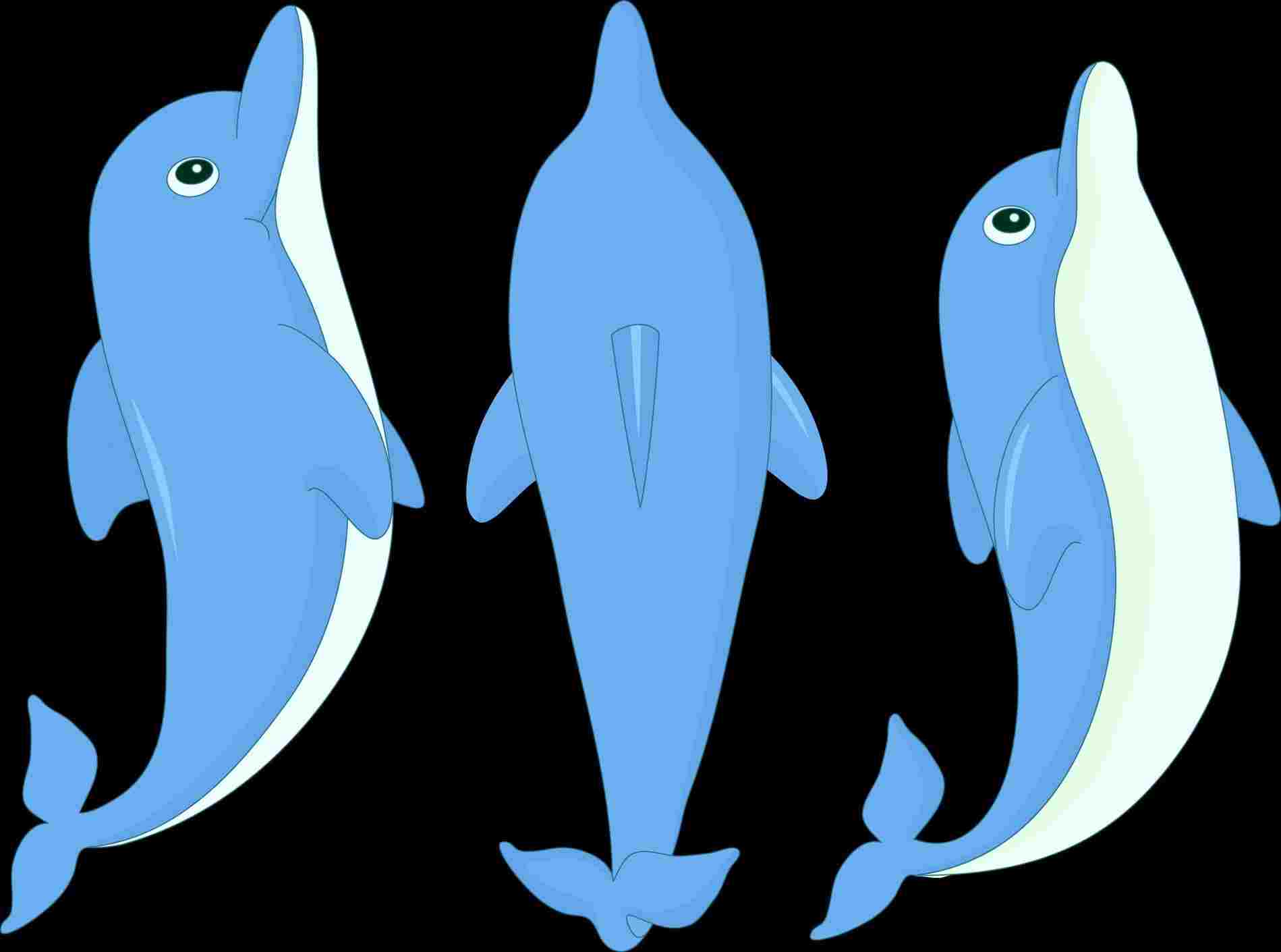 1899x1411 Drawing Cartoon To Draw A Orca Cute Animals Easy Things