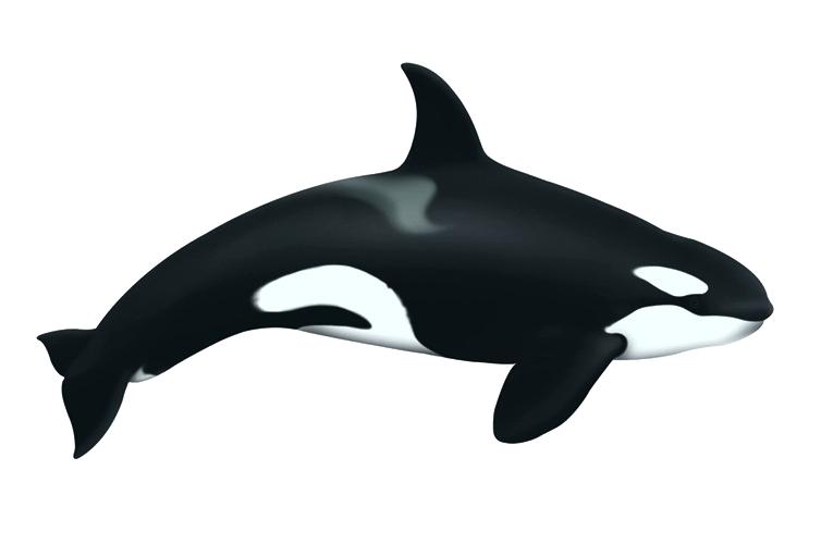 754x500 How To Draw An Orca Whale