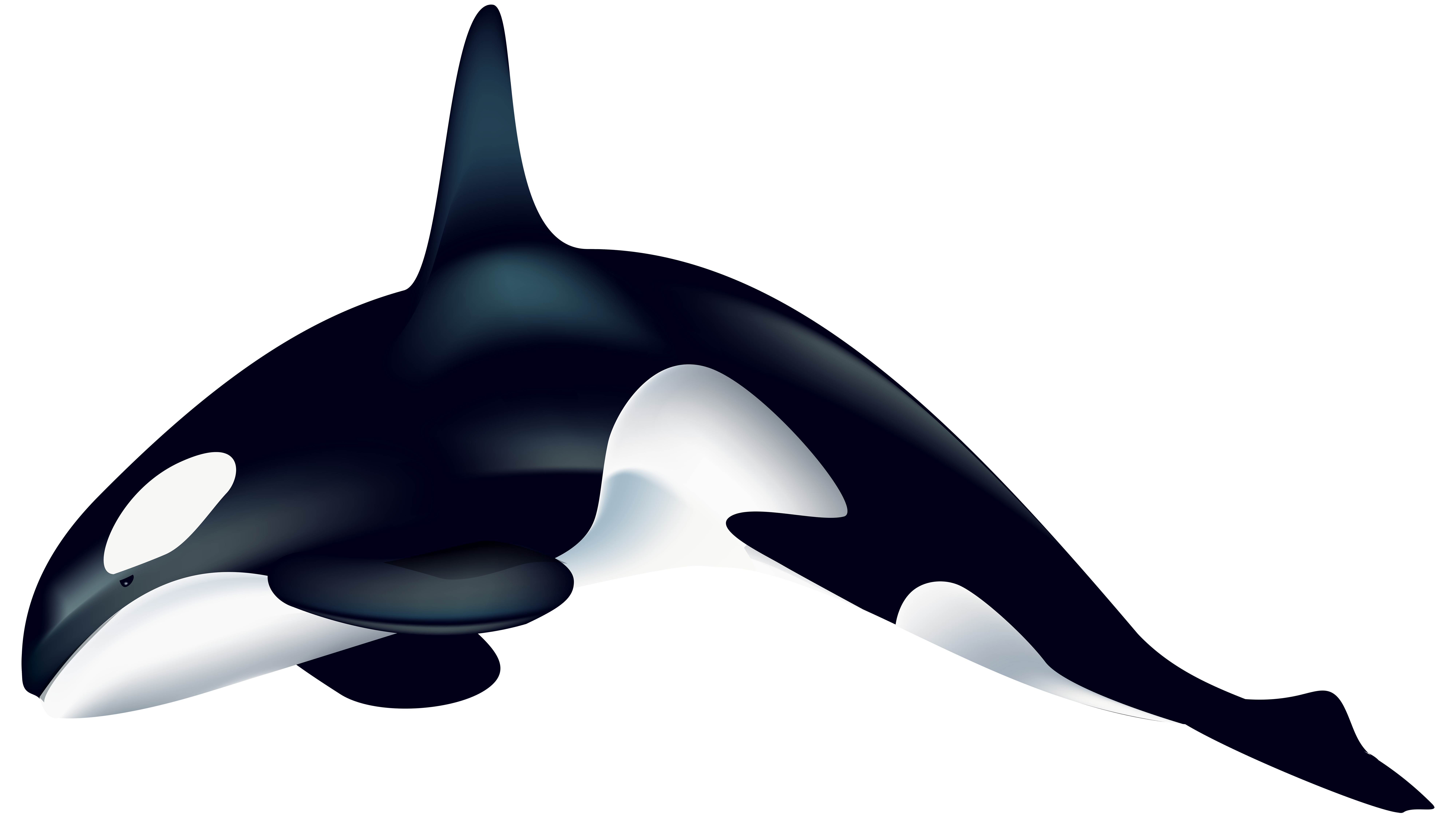 8000x4576 Collection Of Free Orca Drawing Realistic Download On Ui Ex