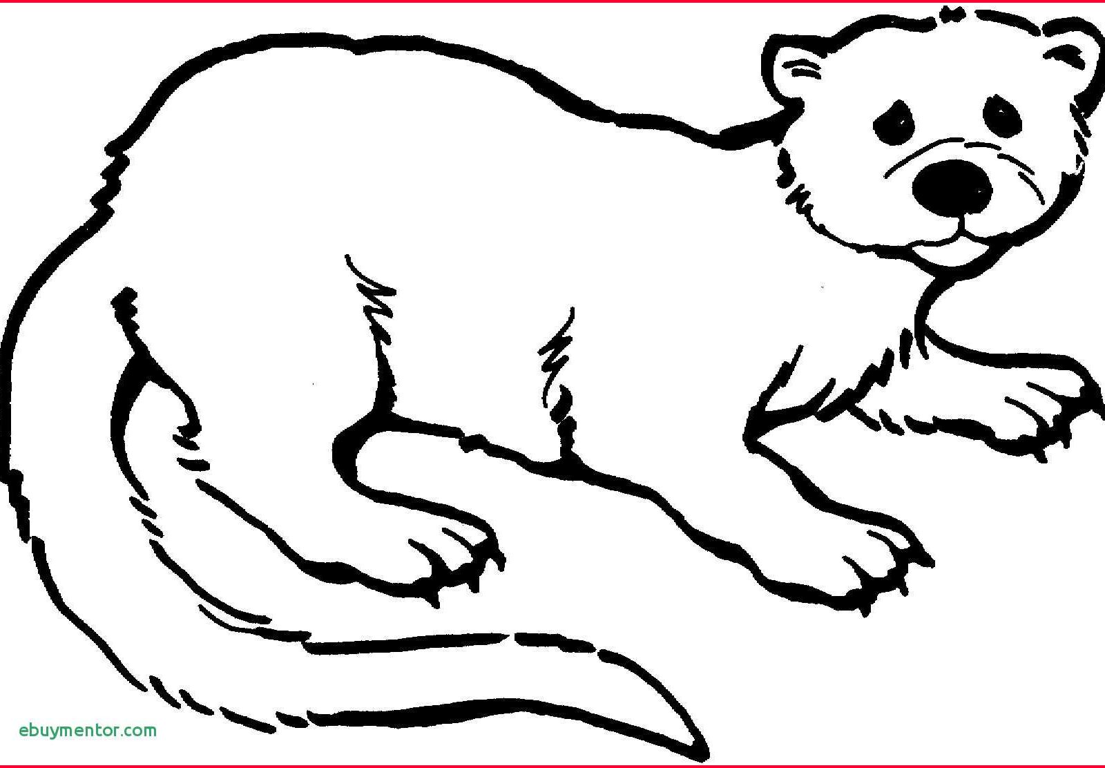 1600x1112 Sea Otter Coloring