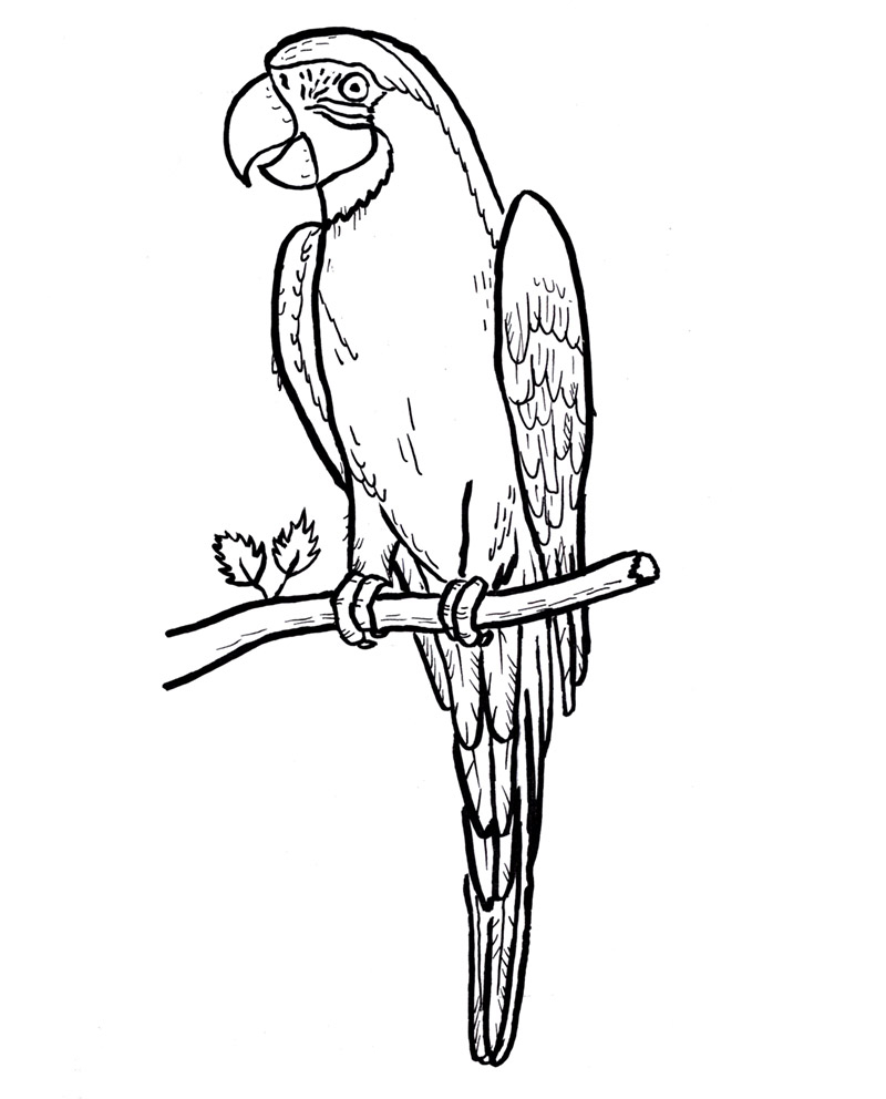 800x992 Parrot Drawing Sketch Of Stock Photo Mubaister