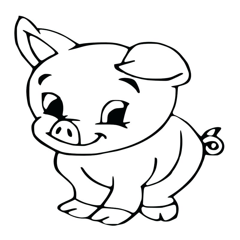 800x800 How To Draw A Baby Pig Cute Bunny Drawing Baby