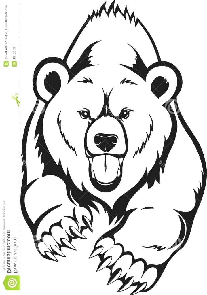 Cute Polar Bear Drawing
