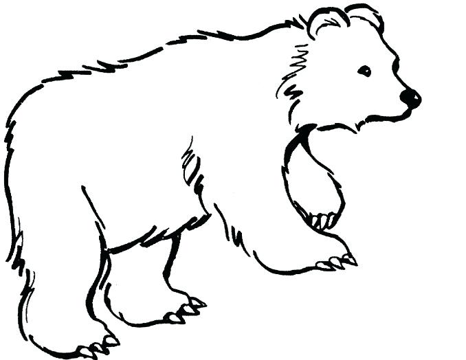 678x524 Cute Baby Tiger Coloring Pages Polar Bear Drawing At Colori