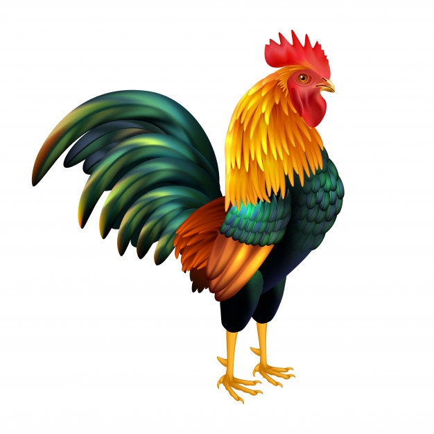 626x626 Rooster Vectors, Photos And Free Download