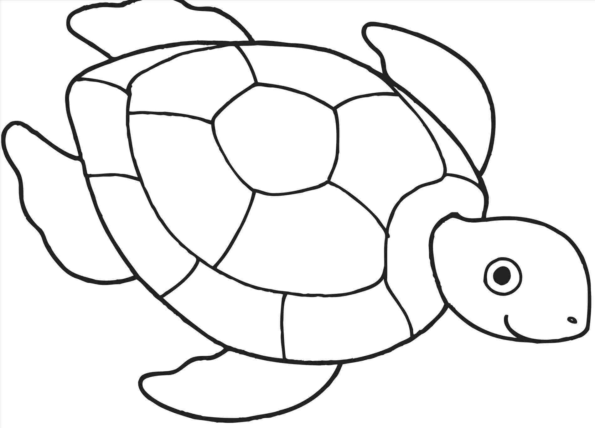 1900x1367 Easy Cute Sea Turtle Drawing