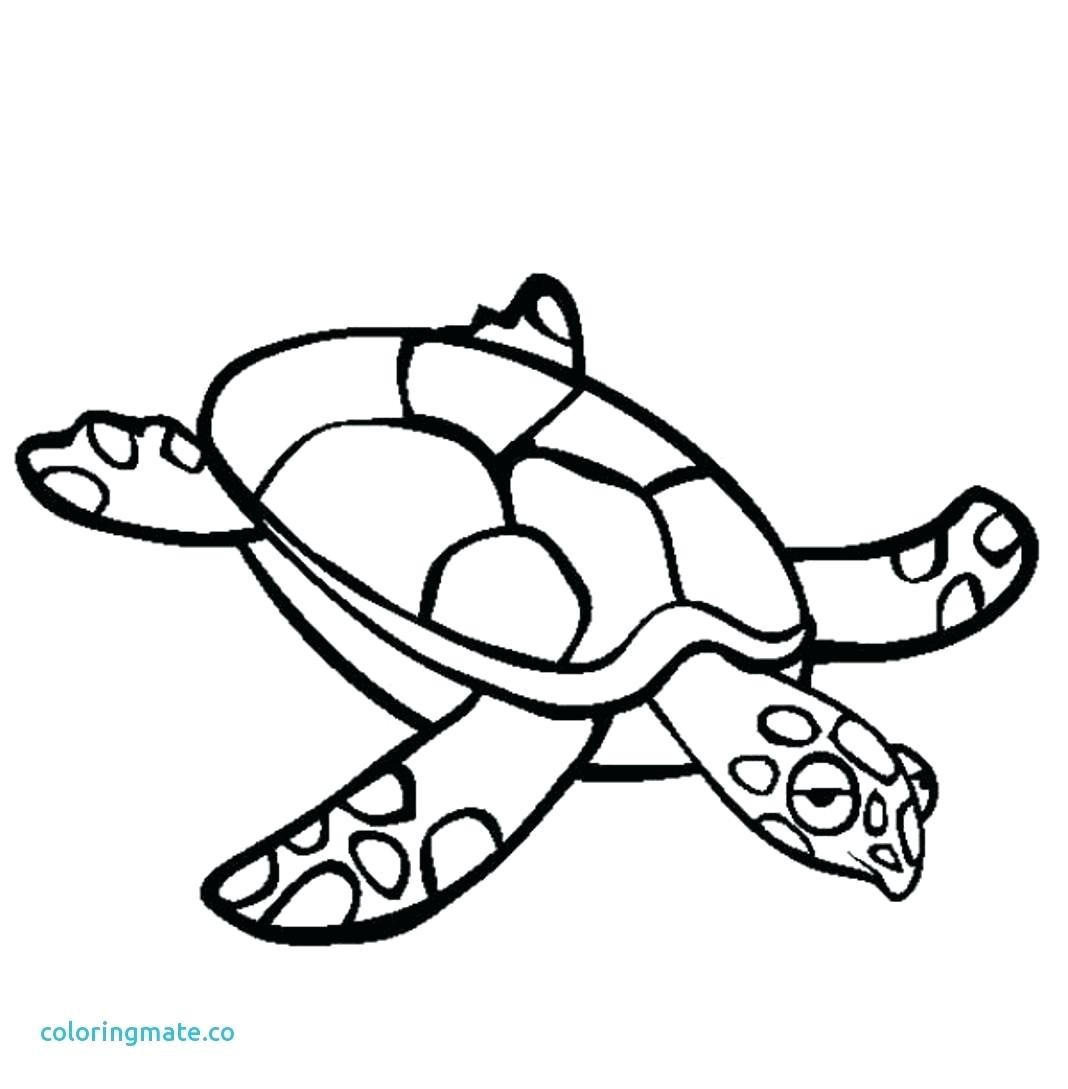 1068x1089 Cute Baby Sea Turtle Coloring Pages