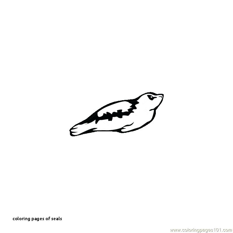 800x800 Baby Seal Coloring Pages Hoteles