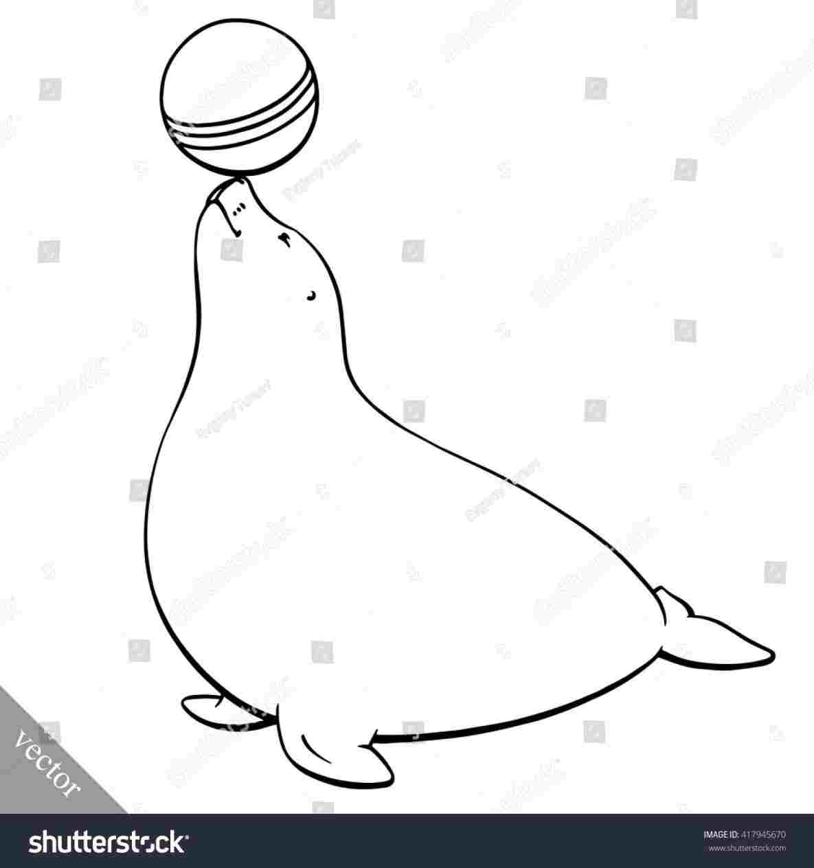 1185x1264 Seal Cute Drawing