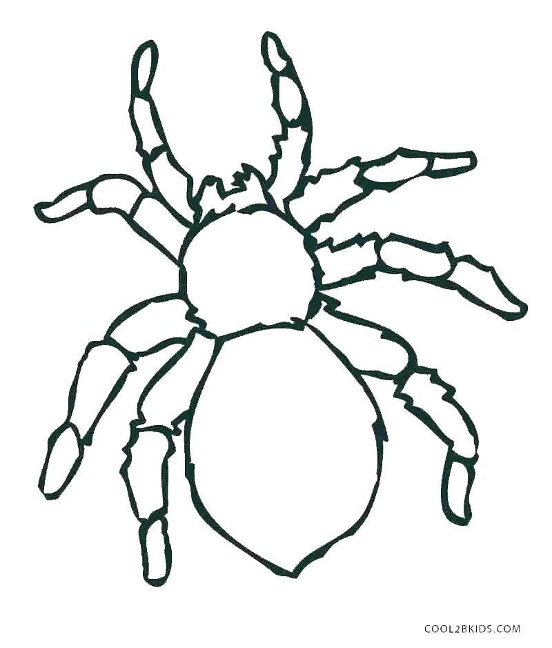 Cute Spider Drawing | Free download on ClipArtMag