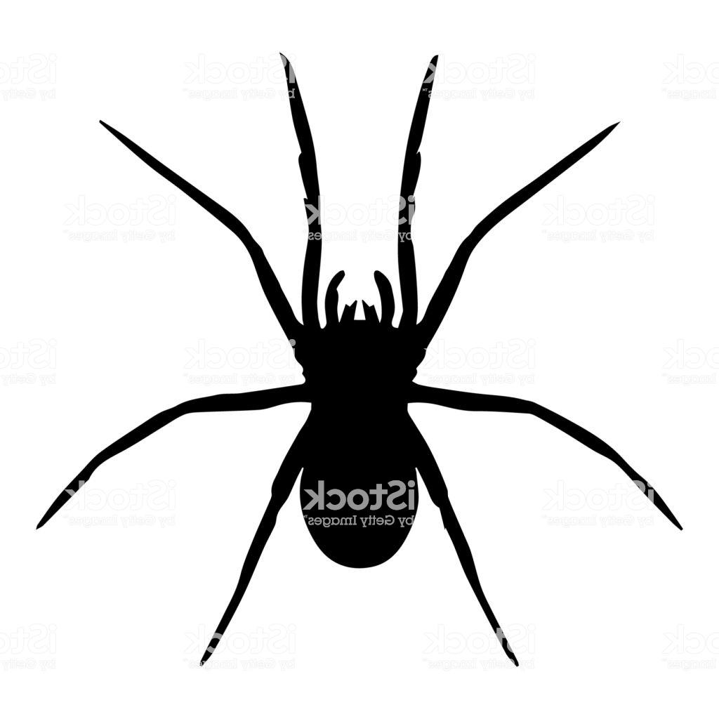 1024x1024 Best Free Cute Real Spiders Vector Drawing Free Vector Art