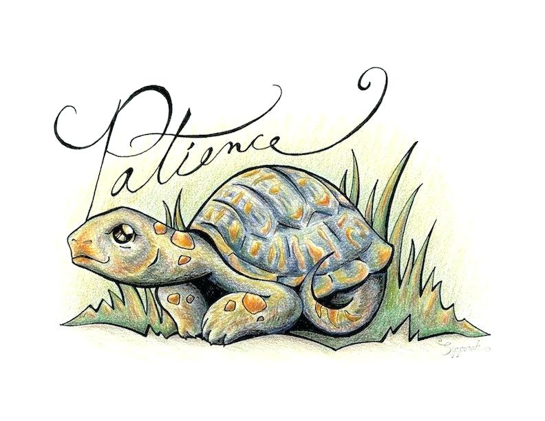 792x612 turtle illustrations turtle tattoo illustrations