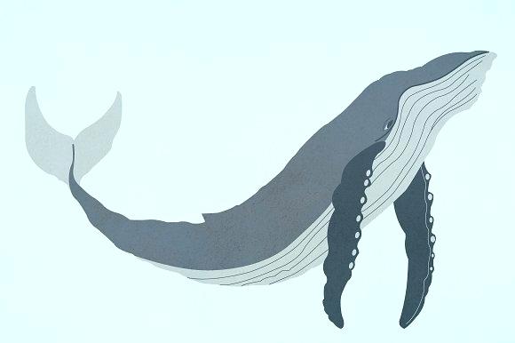 580x386 drawn whale drawn whale minimalist cute drawn whale zupa