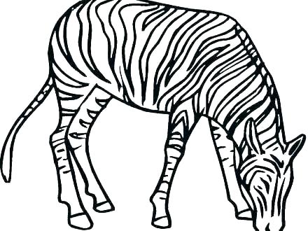 440x330 Coloring Pages Zebra Coloring Pages Cute Beautiful Zebra Stands