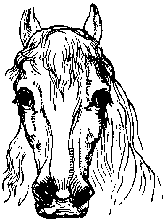 558x748 Free Horse Coloring Pages