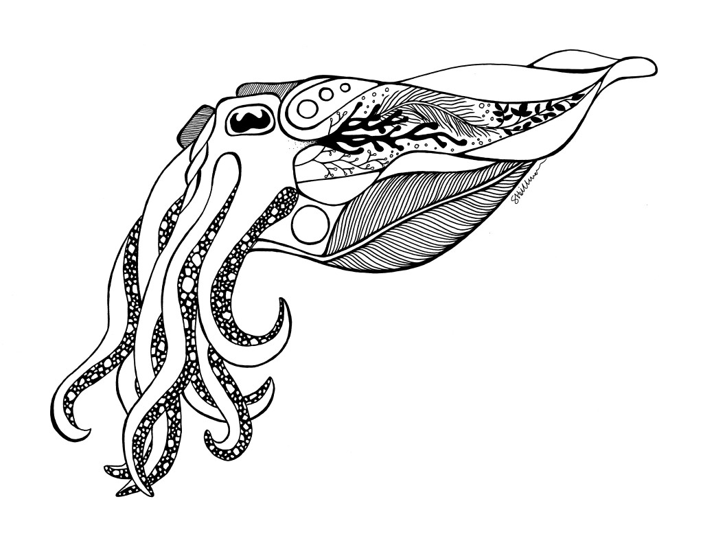 1024x791 cuttlefish