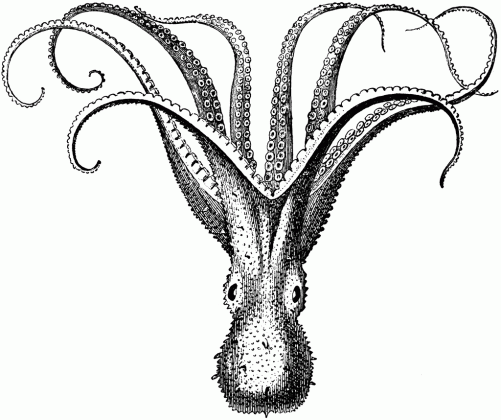 501x420 cuttlefish clipart etc medium fish drawing