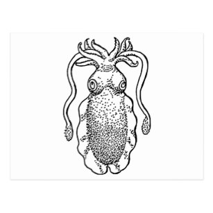 307x307 cuttlefish invitations stationery zazzle