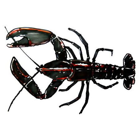 450x450 how to draw a cuttlefish