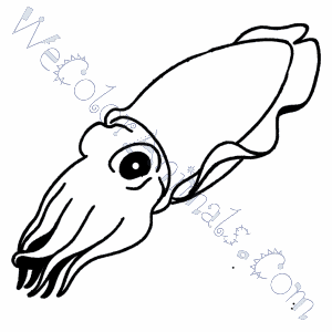 300x300 images of cuttlefish coloring pages