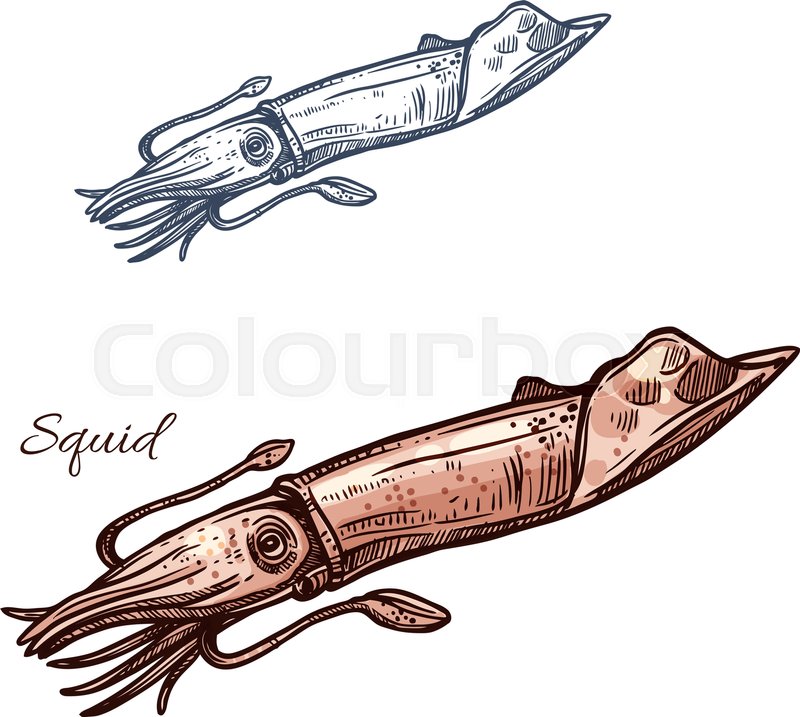 800x717 Squid Sketch Vector Icon Calamari Or Stock Vector Colourbox