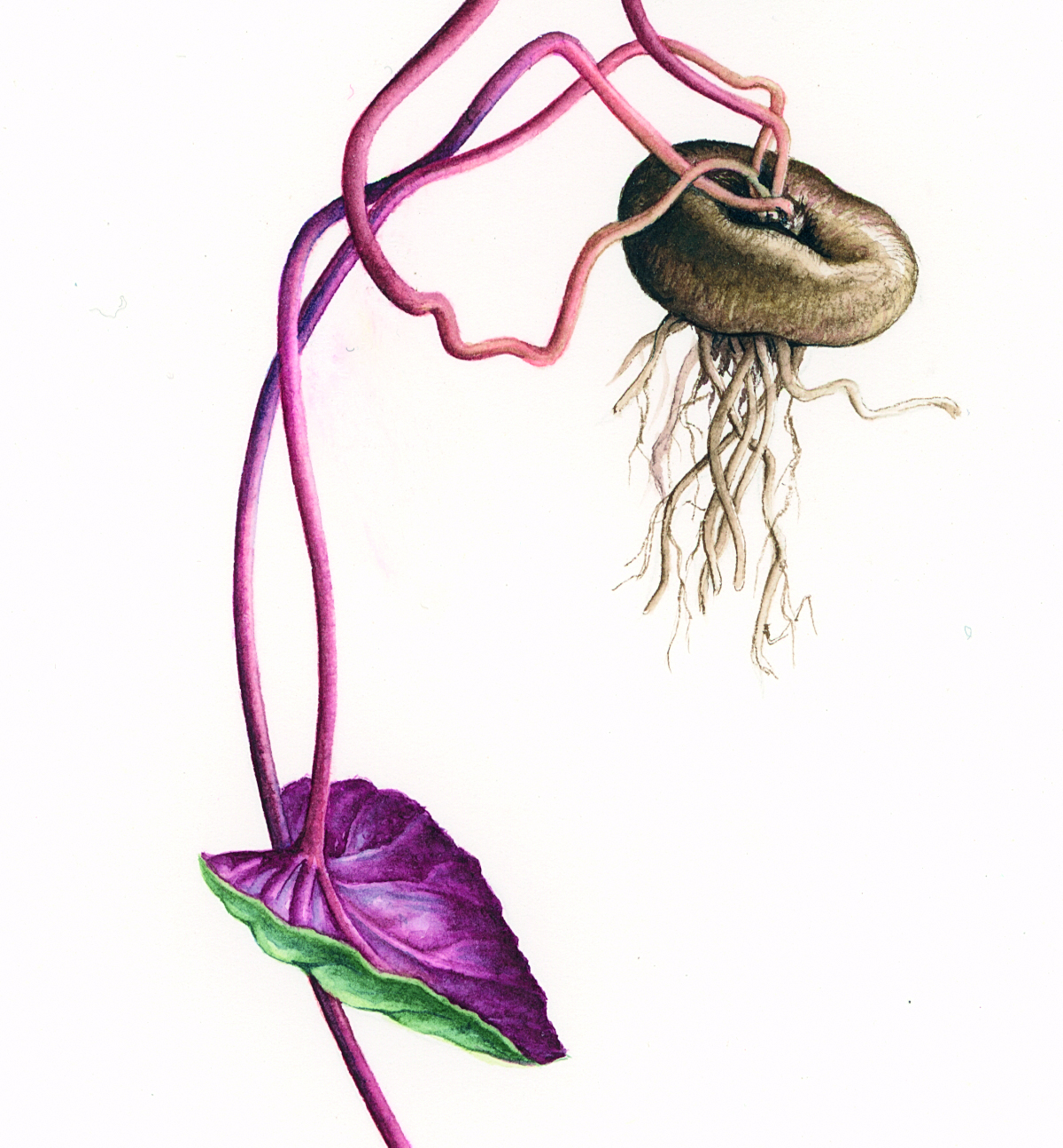 1200x1295 cyclamen coum buds and the bulb