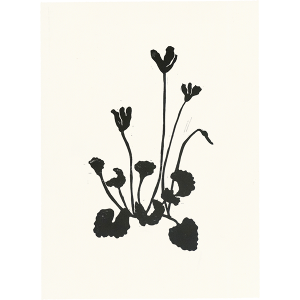 600x600 Cyclamen John Derian Company Inc