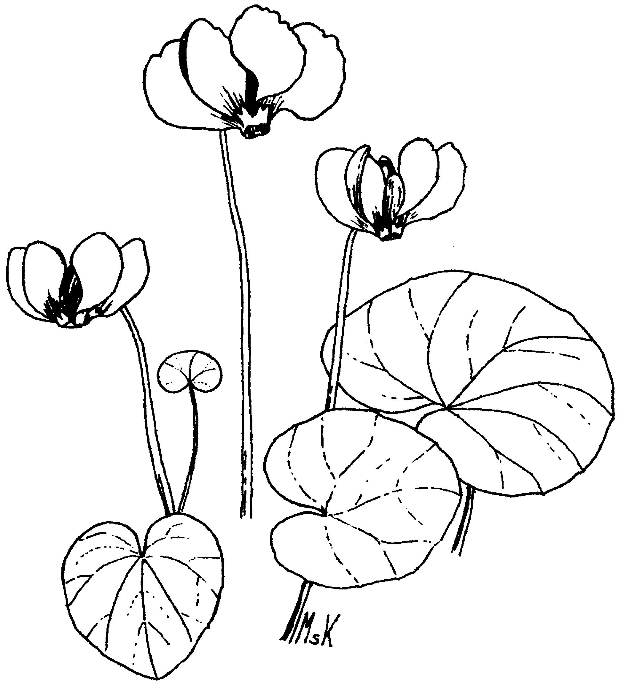 2094x2308 Cyclamen Coum