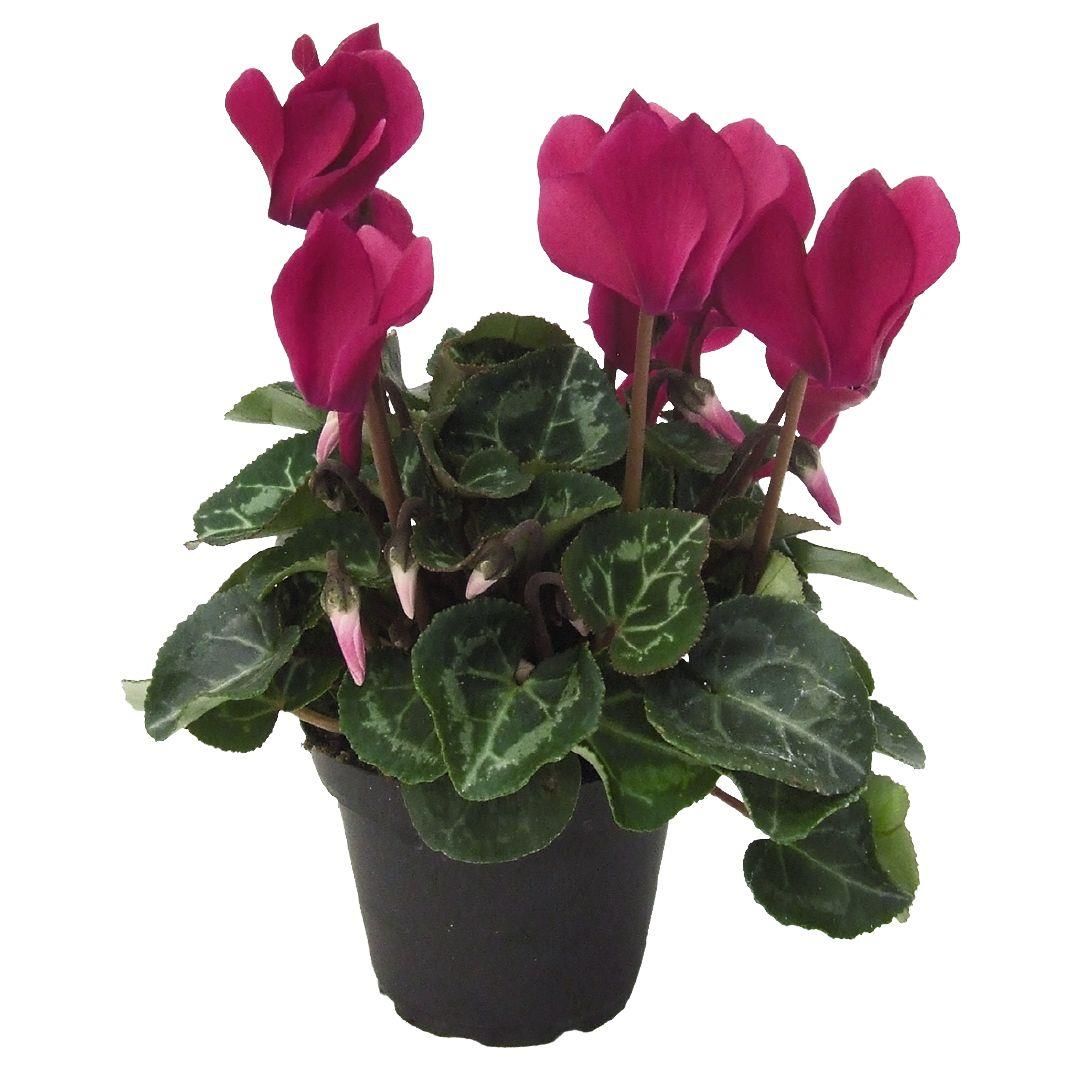 1080x1080 Houseplants