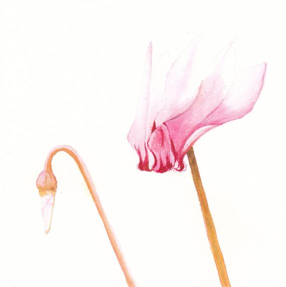 570x572 Pink Cyclamen Watercolor Cards Set Of Flower Birthday Etsy