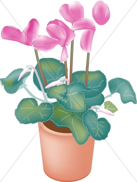 462x612 Potted Cyclamen Orchids Church Flower Clipart