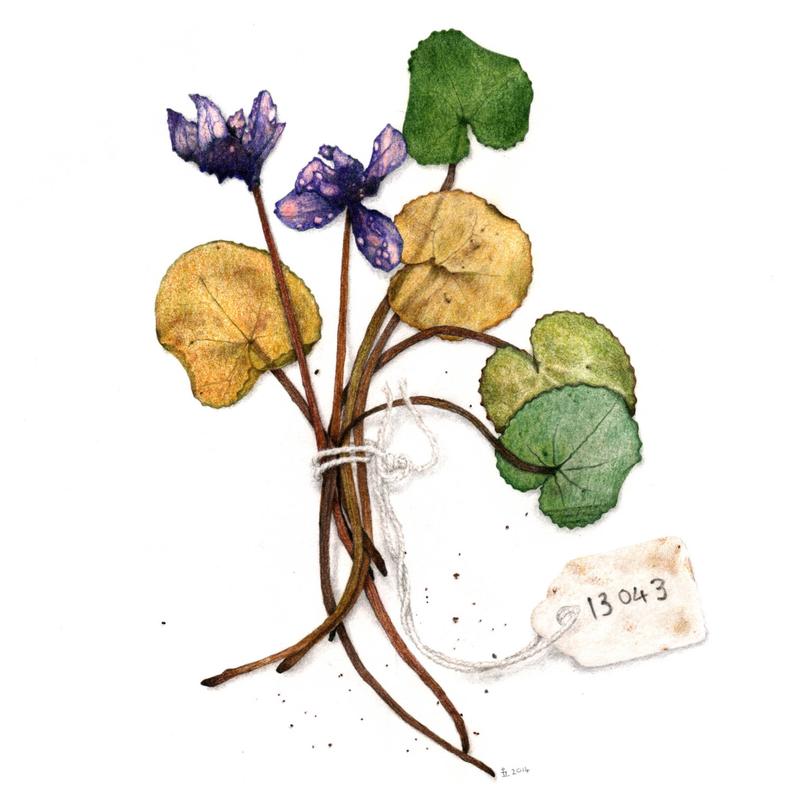 794x794 Sale Item Cyclamen Specimen From The Herbarium Open Edition Etsy
