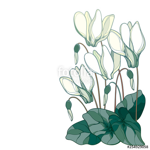500x500 vector corner bouquet with outline pink cyclamen or alpine violet