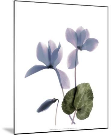369x450 xray cyclamen art print