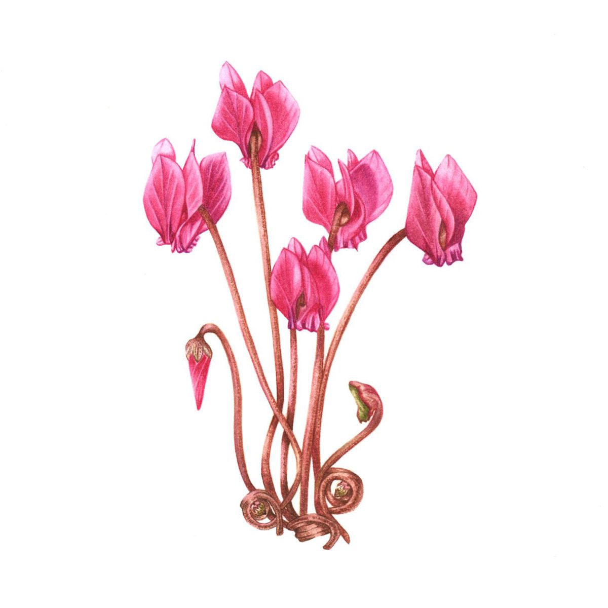 1200x1200 Botanical Whelan