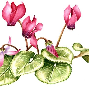 360x360 Pink Red Geranium Drawing Drawstring Bag